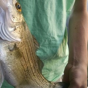 Meet your Posher, Benjamin